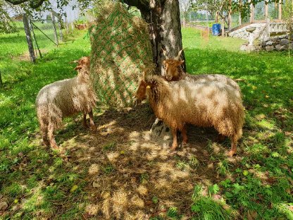 Bild 8:Zackelschaf-Bock