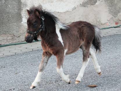 Minishetty Hengst
