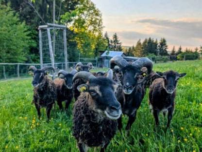 Bild 3:Soayschafe (Bio)