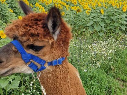 Bild 4:Alpaka