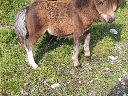 Minipony Hengstfohlen