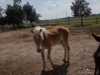 Bild 2:Haflinger Hengst 2-jährig