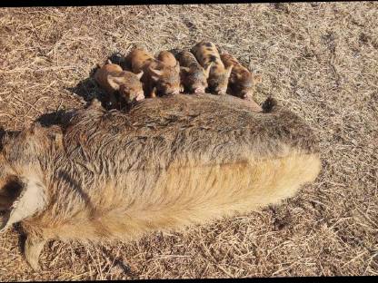 Bild 9:Kune Kune Ferkel