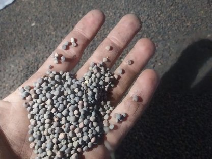 Bild 2:Bio Winterwicke Ernte 2025, Begrünung