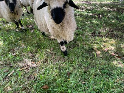 Bild 3:Walliser Schwarznasenschafbock reinrassig