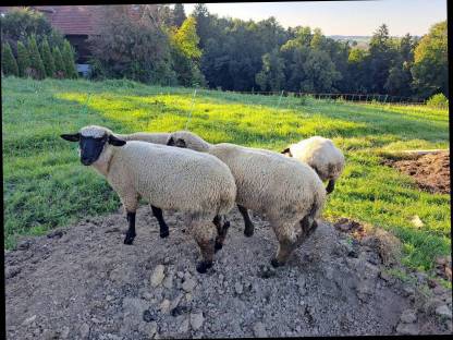 Bild 3:Schwarzkopf-Lämmer