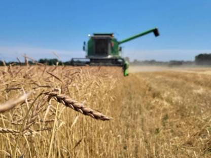 Bild 3:Organic Sunflower