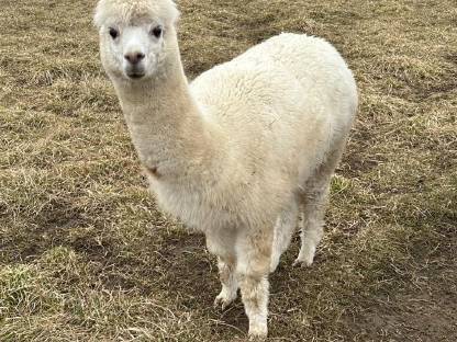 Bild 3:Alpaka Stuten