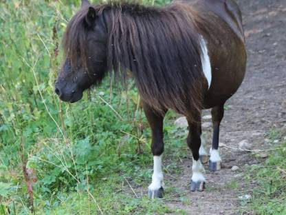Bild 7:Minishetty Prämienstute mit oder ohne Fohlen