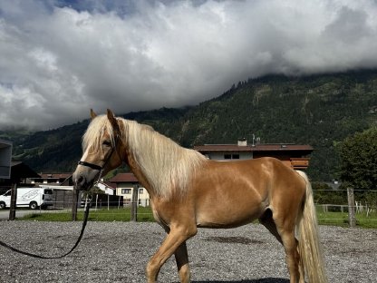 Bild 2:Tiroler Haflinger Hengst (2,5 j)
