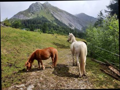 Bild 4:Problem-Pony sucht neues Zuhause: Pony Stute Polly