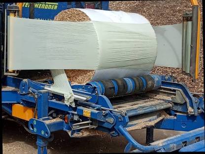 Bild 2:Miscanthus / Elefantengras 2025