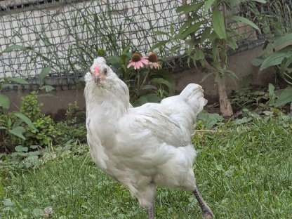 Bild 3:Lavender Araucana Hähne