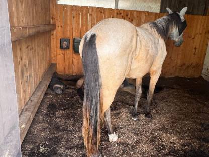 Bild 2:Deutsches Reitpony von Gold Garant