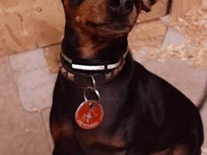 Bild 5:Welsh Corgi Pembroke × Zwergpinscher Welpen