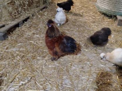 Bild 2:Zwergseidenhähne