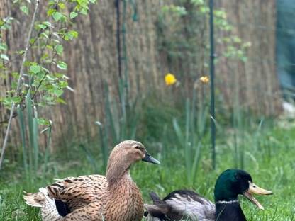 Bild 5:Rouen Clair Enten und Eier