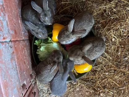 Bild 4:Zwergkaninchen