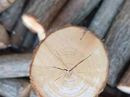 Holz