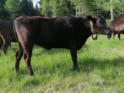 Wagyu Kalbin 87,5% trächtig