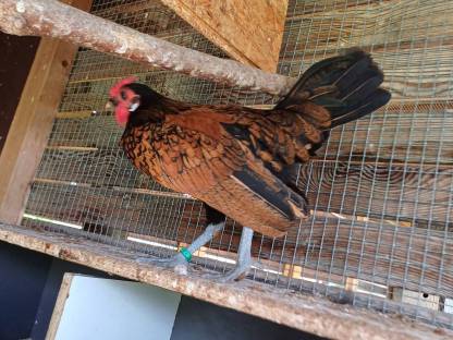 Bild 4:Bantam Sebright Mixe