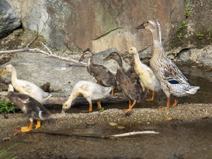 Bild 3:Laufenten zu verkaufen, ca. 2 Monate alt