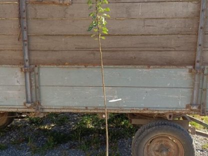 Bild 6:Apfelbaum verschiedene alte Sorten