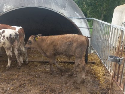 Bild 3:Verkaufe 4 Stierkälber