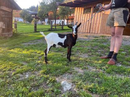 Bild 5:Tauernschecken HB