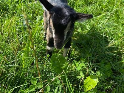 Bild 2:Mini-Zwergziege reserviert