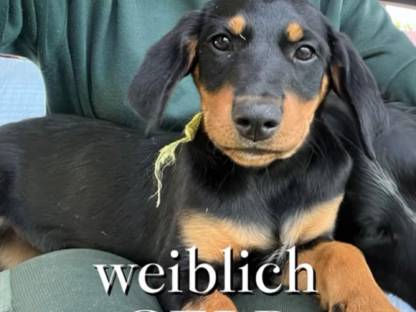 Mischlingswelpen suchen ein neues Zuhause