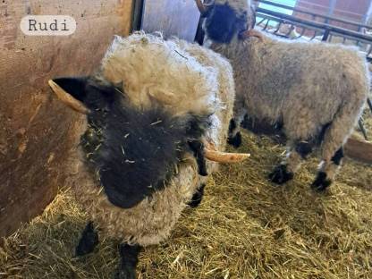 Bild 2:Walliser Schwarznasen