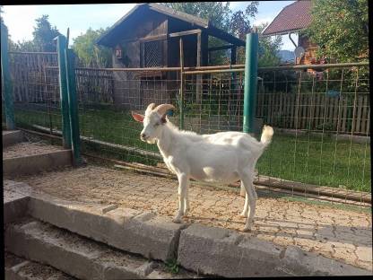 Bild 2:Saanenziegenbock