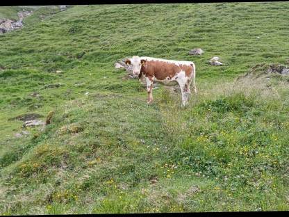 Bild 3:Wir suchen eine Landwirtschaft zur Pacht oder Leibrente