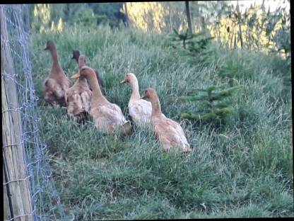 Bild 2:Laufenten, Moschusenten, Landenten, Orpington Enten