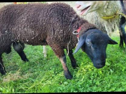 Bild 2:Jura Schafbock