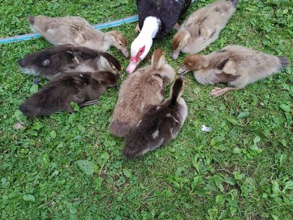 Bild 2:Warzenenten-Babys