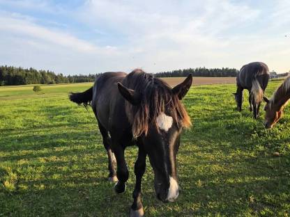 Bild 9:2 Noriker Hengst Jährlinge