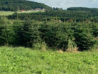 Bild 5:Verkaufe Nordmannstannen, gepflegte Top-Ware