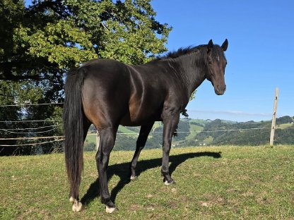 Bild 2:2,5-jähriger Quarter Horse Hengst