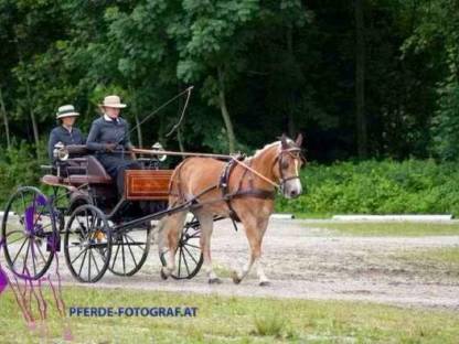 Bild 4:Dressurkutsche Spider Kutsche