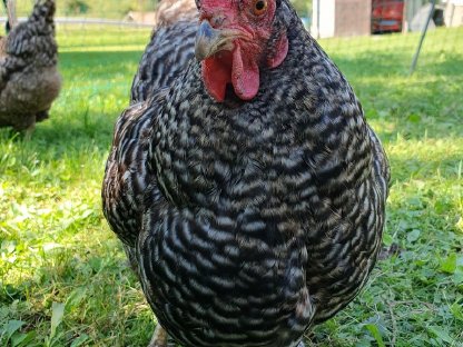 Bild 3:3 Hennen abzugeben