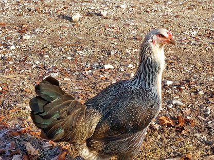 Bild 2:1,1 Junghahn und Henne