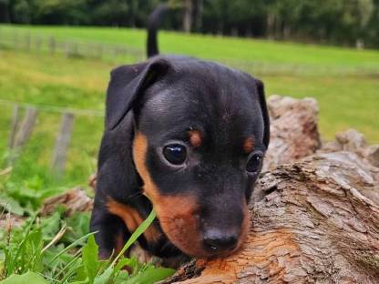 Bild 6:Zwergpinscher Welpen