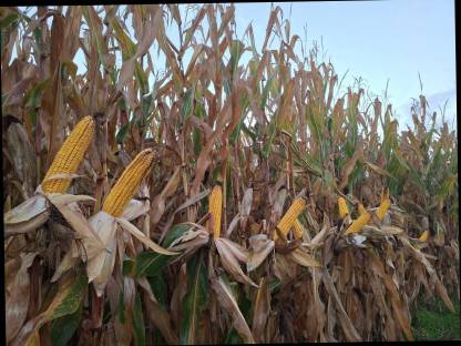 Bild 4:Mais-Silo-Rundballen