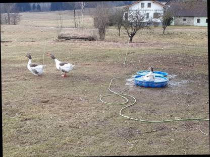 Bild 8:Warzenenten, Laufenten, gescheckte Pommerngänse