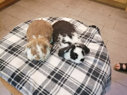 Bild 3:Zwergwidder Zwergkaninchen