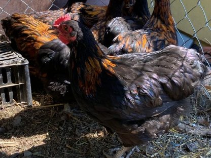 Bild 2:Orpington Junghähne