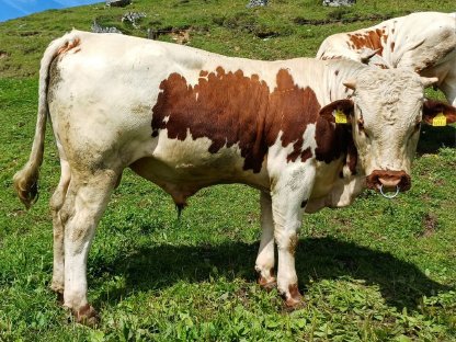 Bild 2:Pustertaler Bio-Zuchtstier