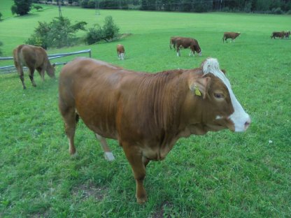 Bild 3:Limousinkreuzungskalbinnen zu verkaufen